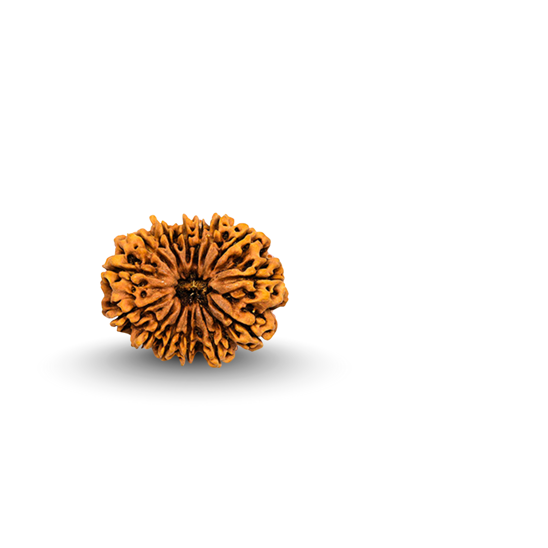 Rudraksha